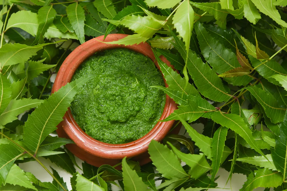 Nature’s Healing Herb